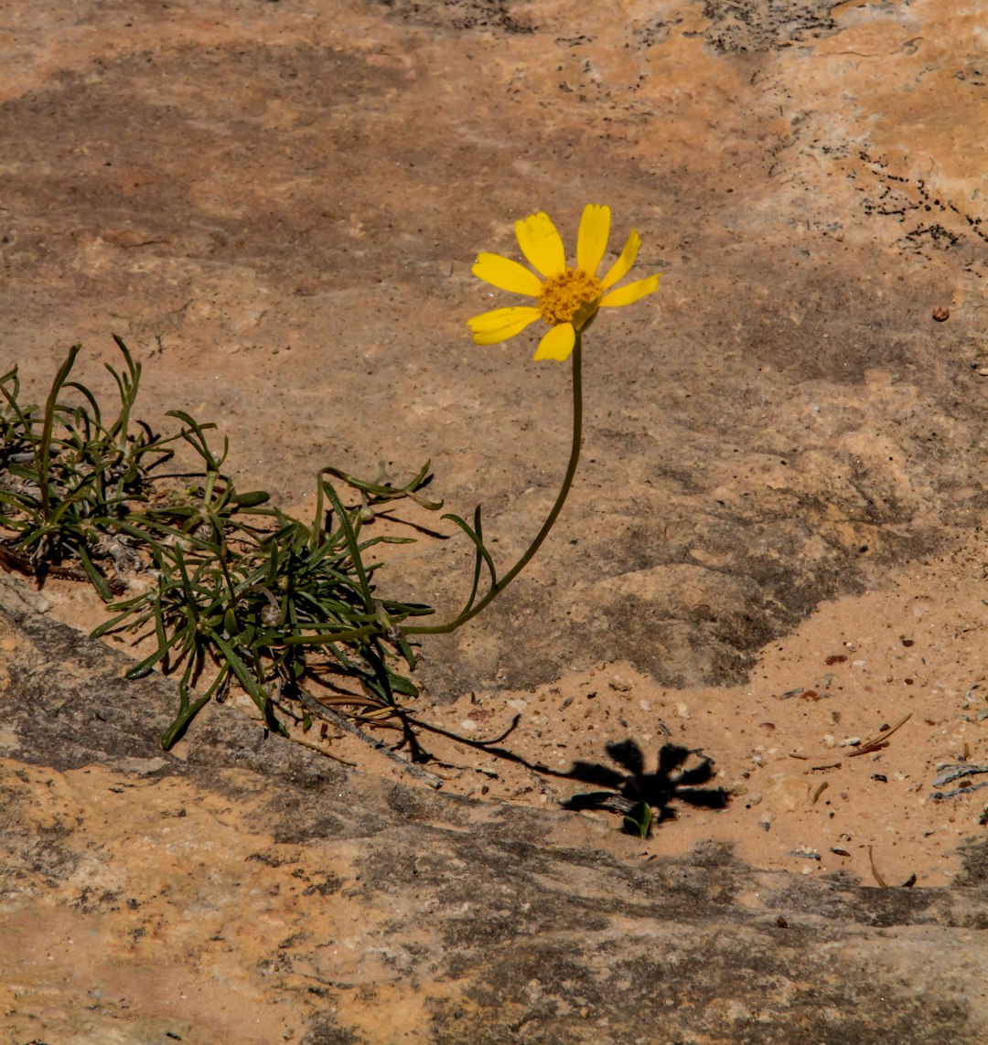 Iron Yellow flower variety