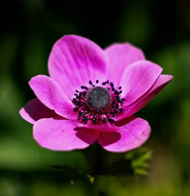 Jewel Mix flower variety