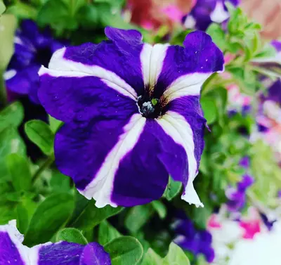 Johnny's Potomac Custom Mix flower variety