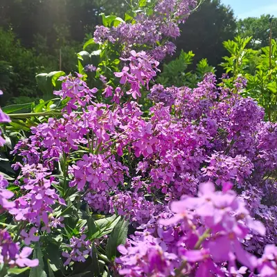 Johnny's Potomac Summer Berry Blend flower variety