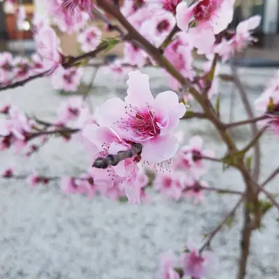 Katz Apricot flower variety