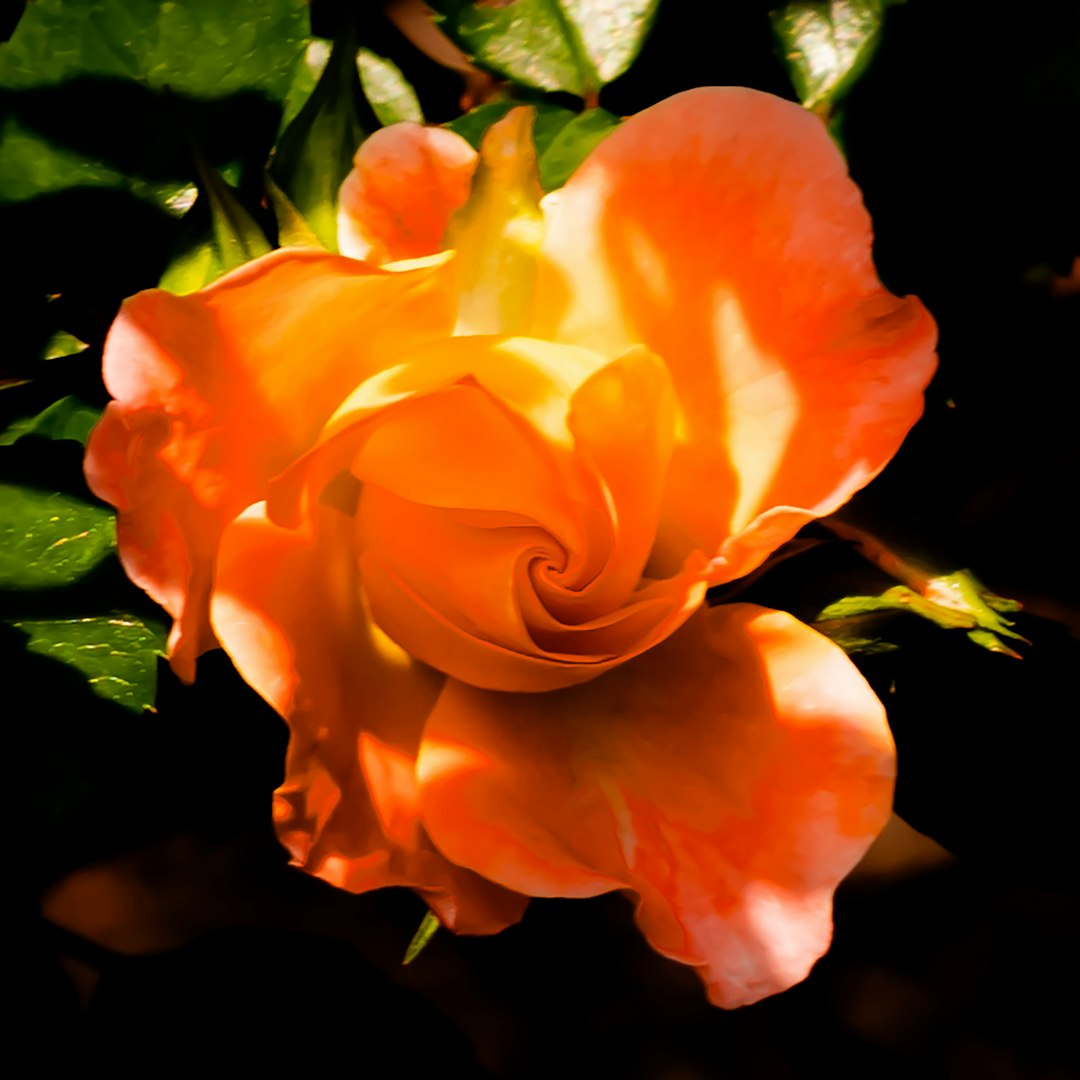 Katz Bright Rose flower variety