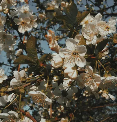 Katz Cherry Blossom flower variety