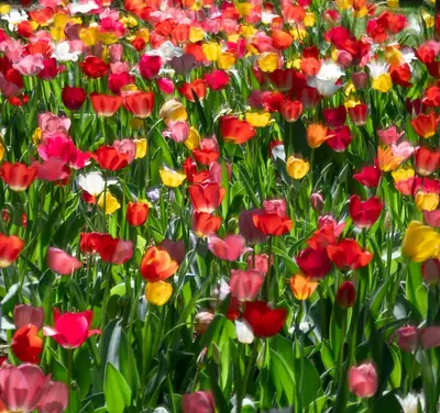 Katz Formula Mix flower variety