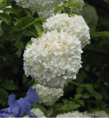 Katz Hi Double White flower variety