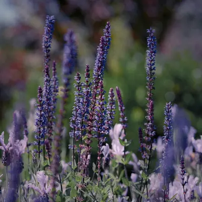 Katz Lavender Blue flower variety