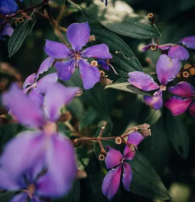 Katz Purple flower variety
