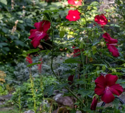 Katz Ruby flower variety