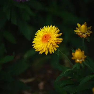 Katz Yellow flower variety