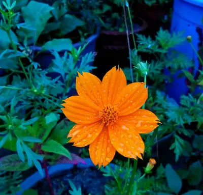King Size Orange flower variety