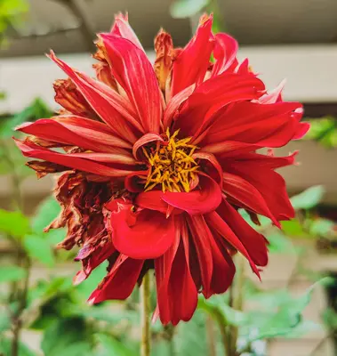 King Size Red flower variety