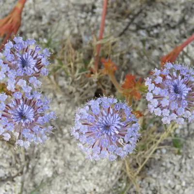 Lacy Lavender Blue flower variety