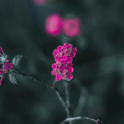 Lacy Pink flower variety