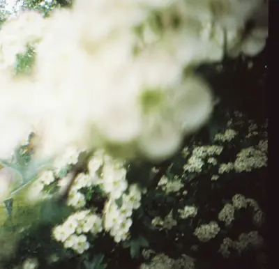 Lacy White flower variety