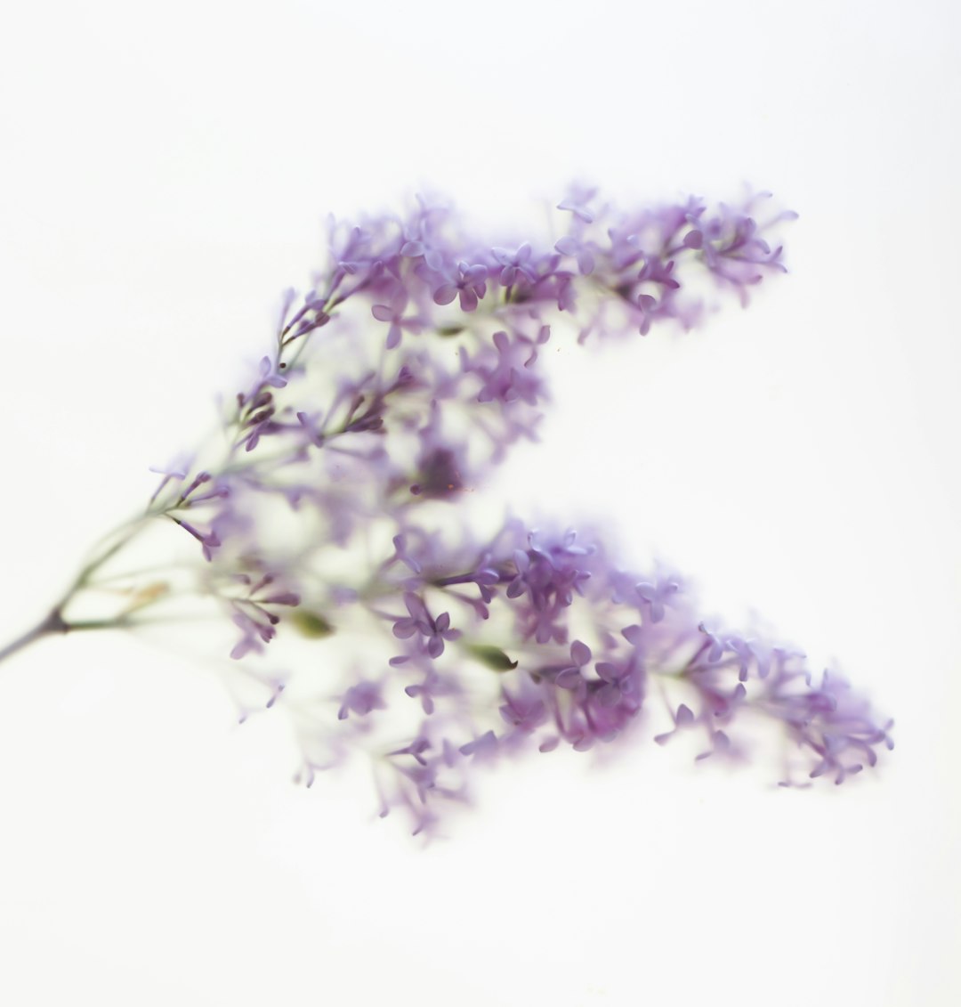 Lady Coral Lavender flower variety