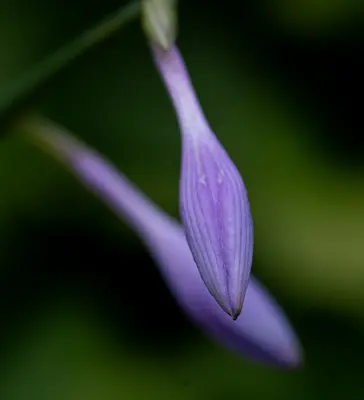 Lavender Hidcote flower variety