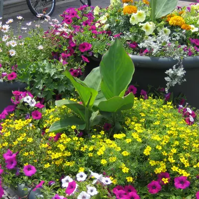 Lemon Gem flower variety