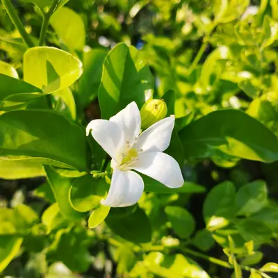 Lemonade flower variety