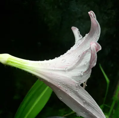 a close up of a flower with water droplets on it