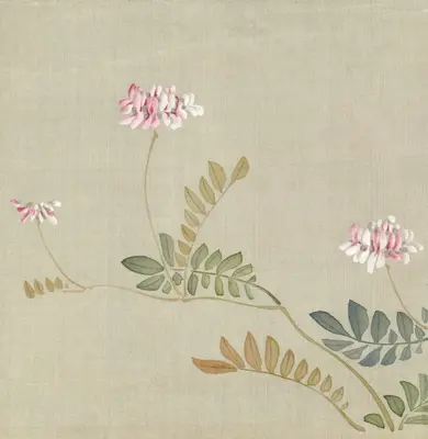 Linen flower variety