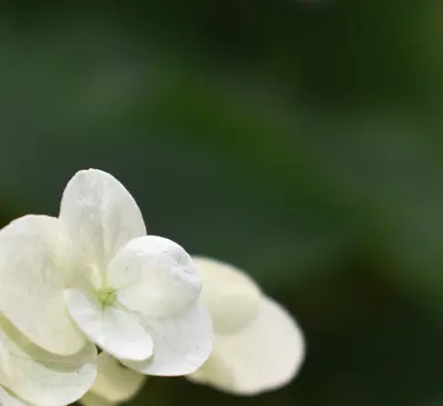 Macaroon White flower variety