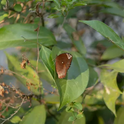 Madame Butterfly Cherry Bronze flower variety