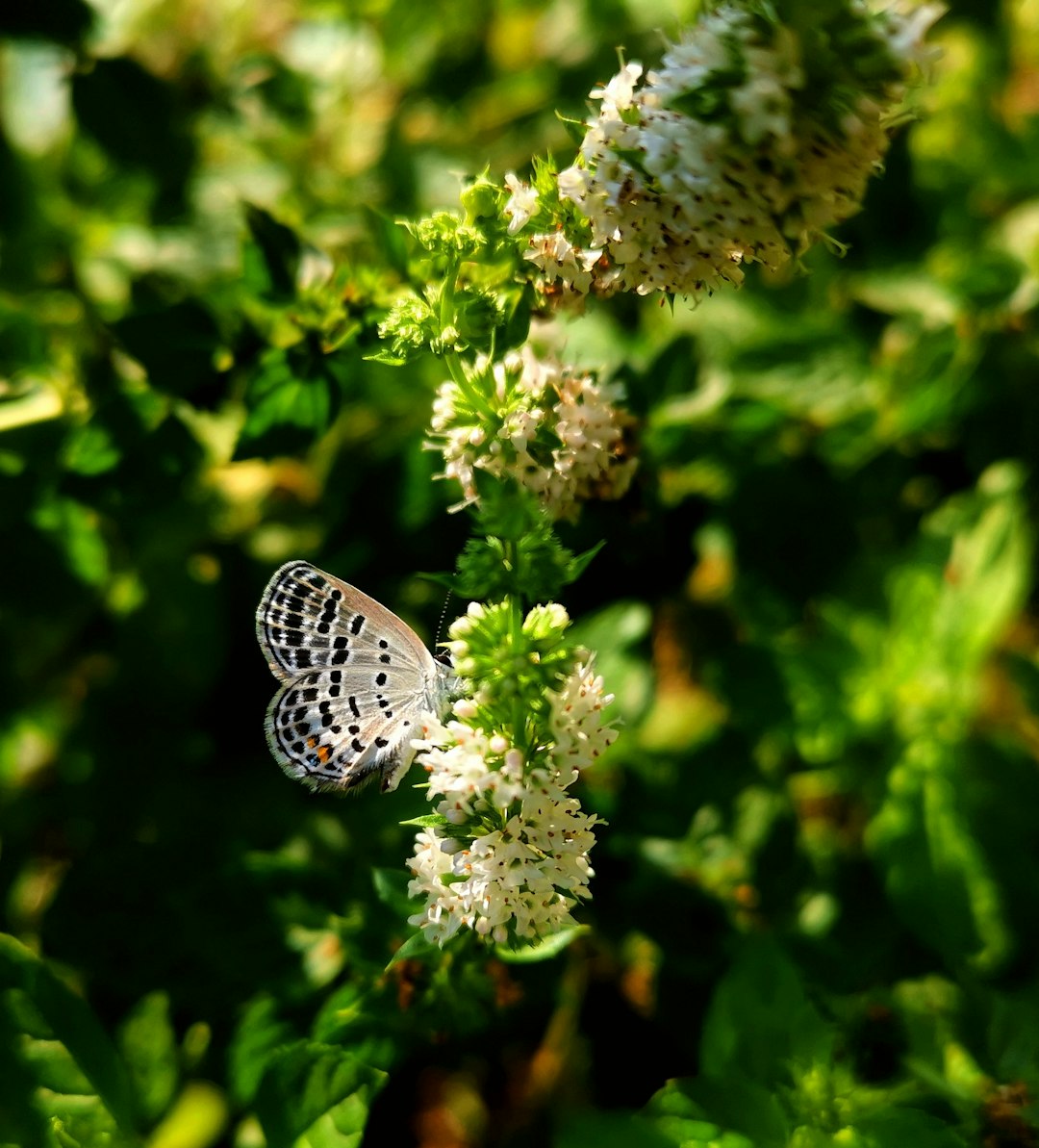 Madame Butterfly Ivory flower variety