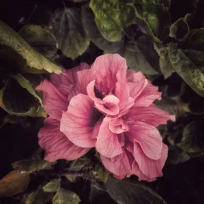 Madame Butterfly Mix flower variety