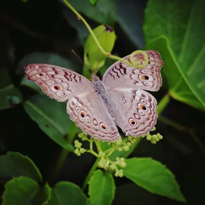 Madame Butterfly Rose flower variety