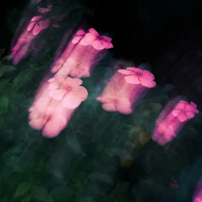 Magic Fountains Cherry Blossom flower variety