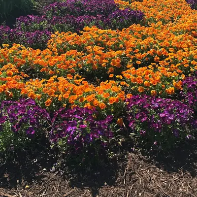Majestic Giants II Formula Mix flower variety