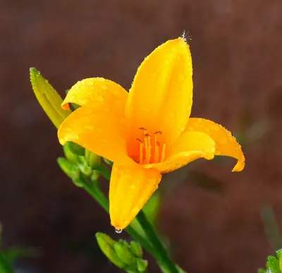 a yellow flower with a bug on it