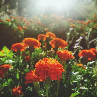Marigold African Orange Jubilee flower variety