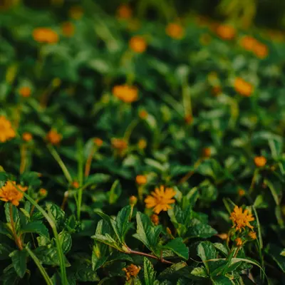 Small yellow flowers blooming among green leaves