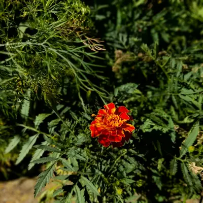 a red and orange flower in the middle of a field