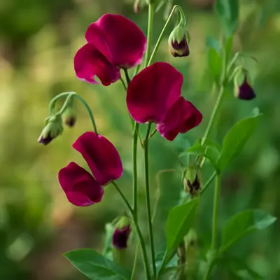 Mars flower variety