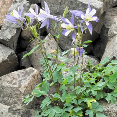 McKana Giants Mix flower variety