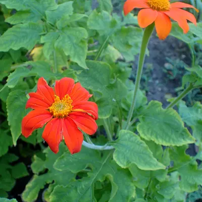 Mexican Sunflower flower variety