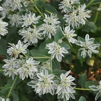 Mountain Snow flower variety