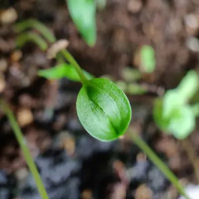a close up of a green leaf on a plant