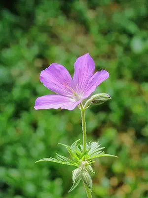 Nimbus flower variety