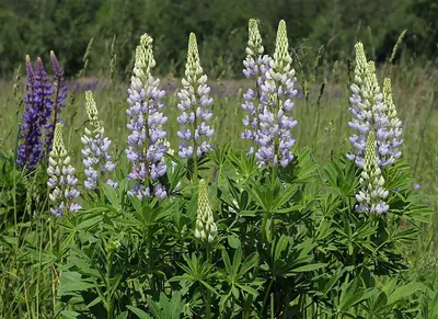 Noble Maiden flower variety