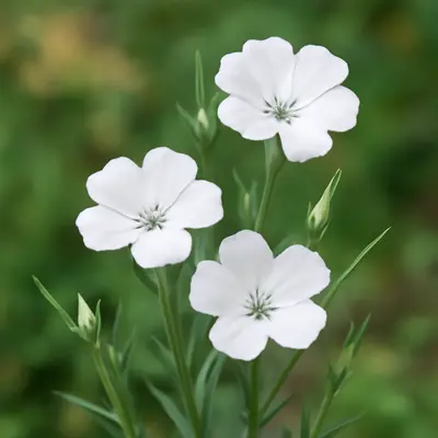Ocean Pearls flower variety