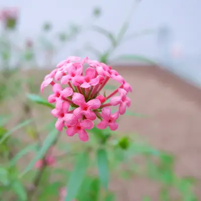 Oklahoma Carmine flower variety