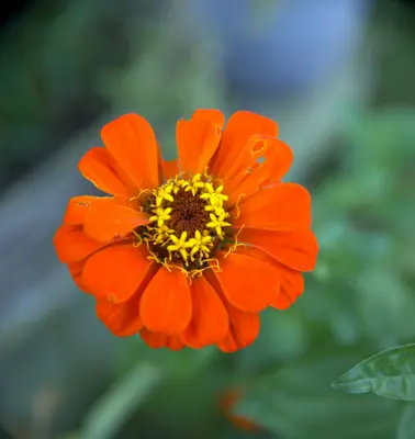 Oklahoma Formula Mix Improved flower variety