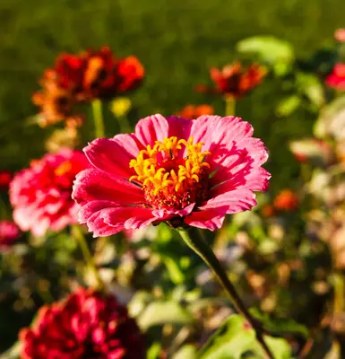 Oklahoma Salmon flower variety