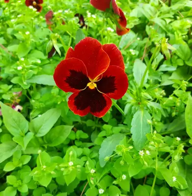 Oklahoma Scarlet flower variety