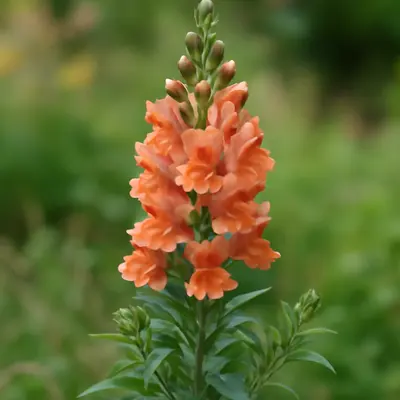 Opus™ III Early Bronze flower variety