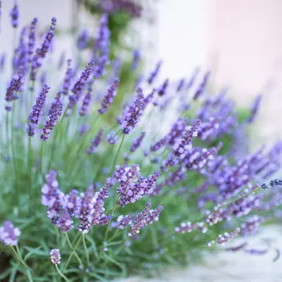 Opus™ III Lavender flower variety