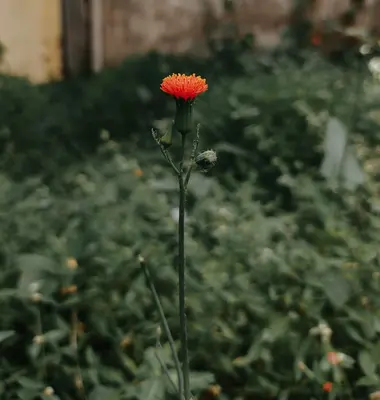 Orange Button flower variety